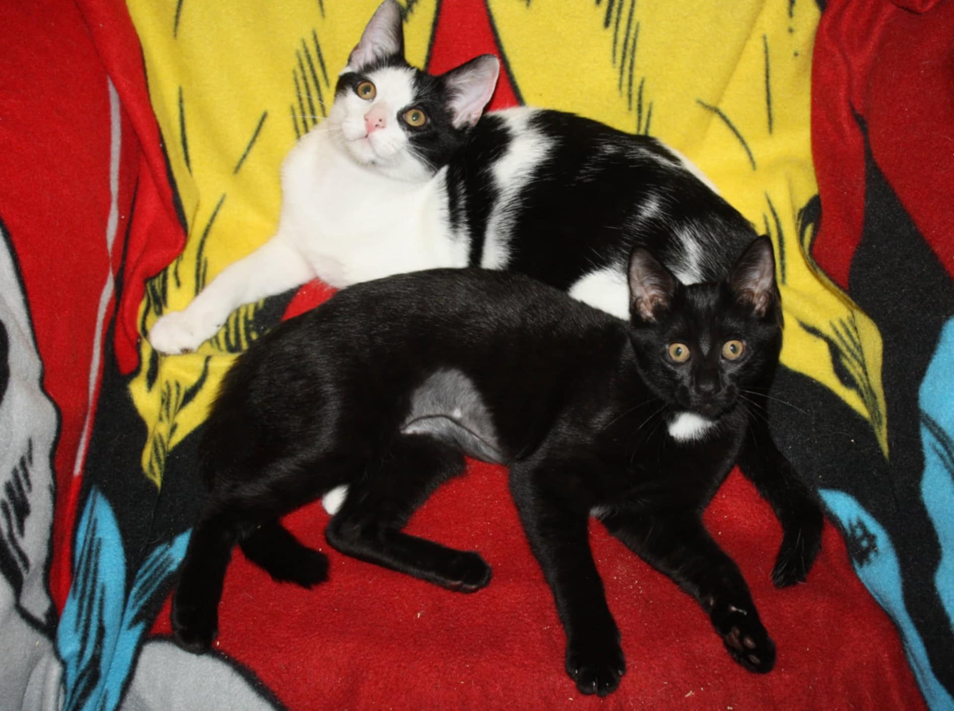 Cat for adoption Rice Chex with bonded sister , Maple Chex., an