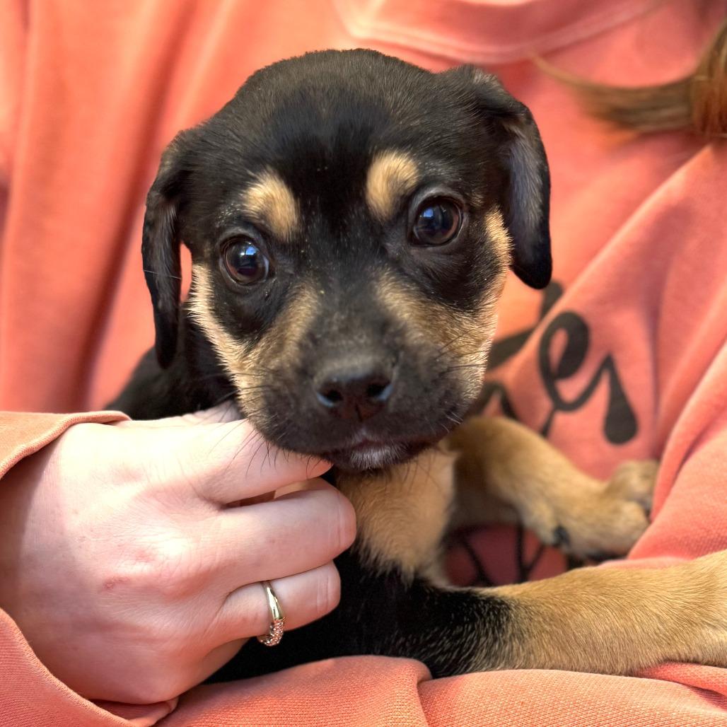 Velcro, Adoptable, Puppy Male Mixed Breed.