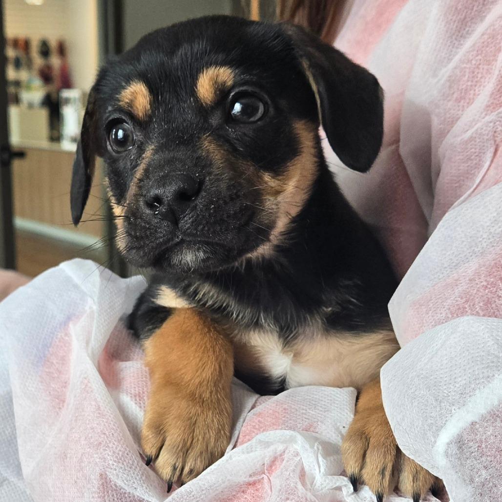 Velcro, a Adoptable Mixed Breed in Nashville, IN image 2/6