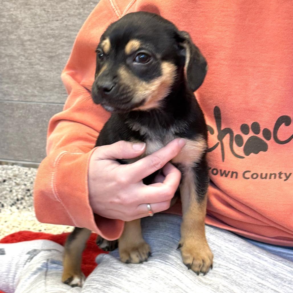 Velcro, a Adoptable Mixed Breed in Nashville, IN image 3/6