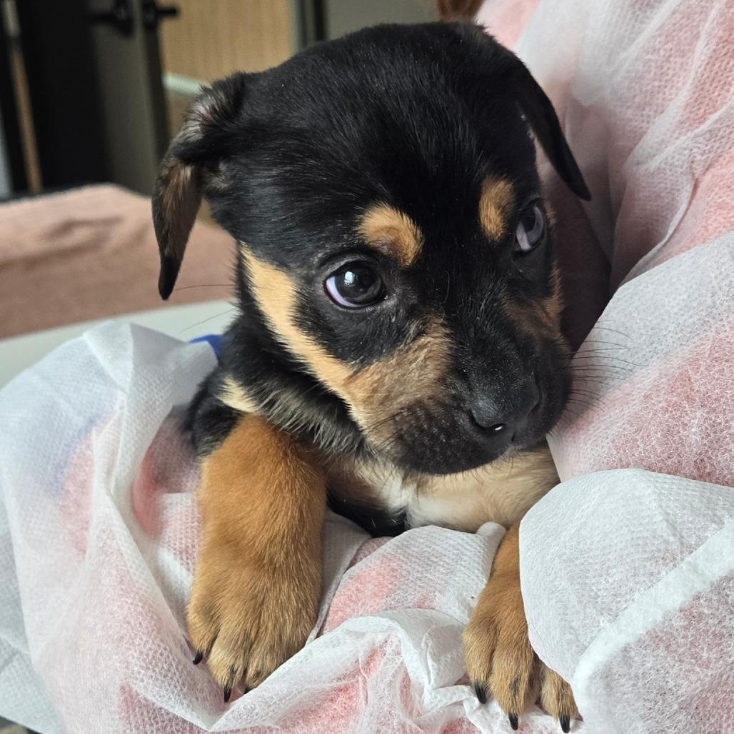 Velcro, a Adoptable Mixed Breed in Nashville, IN image 4/6