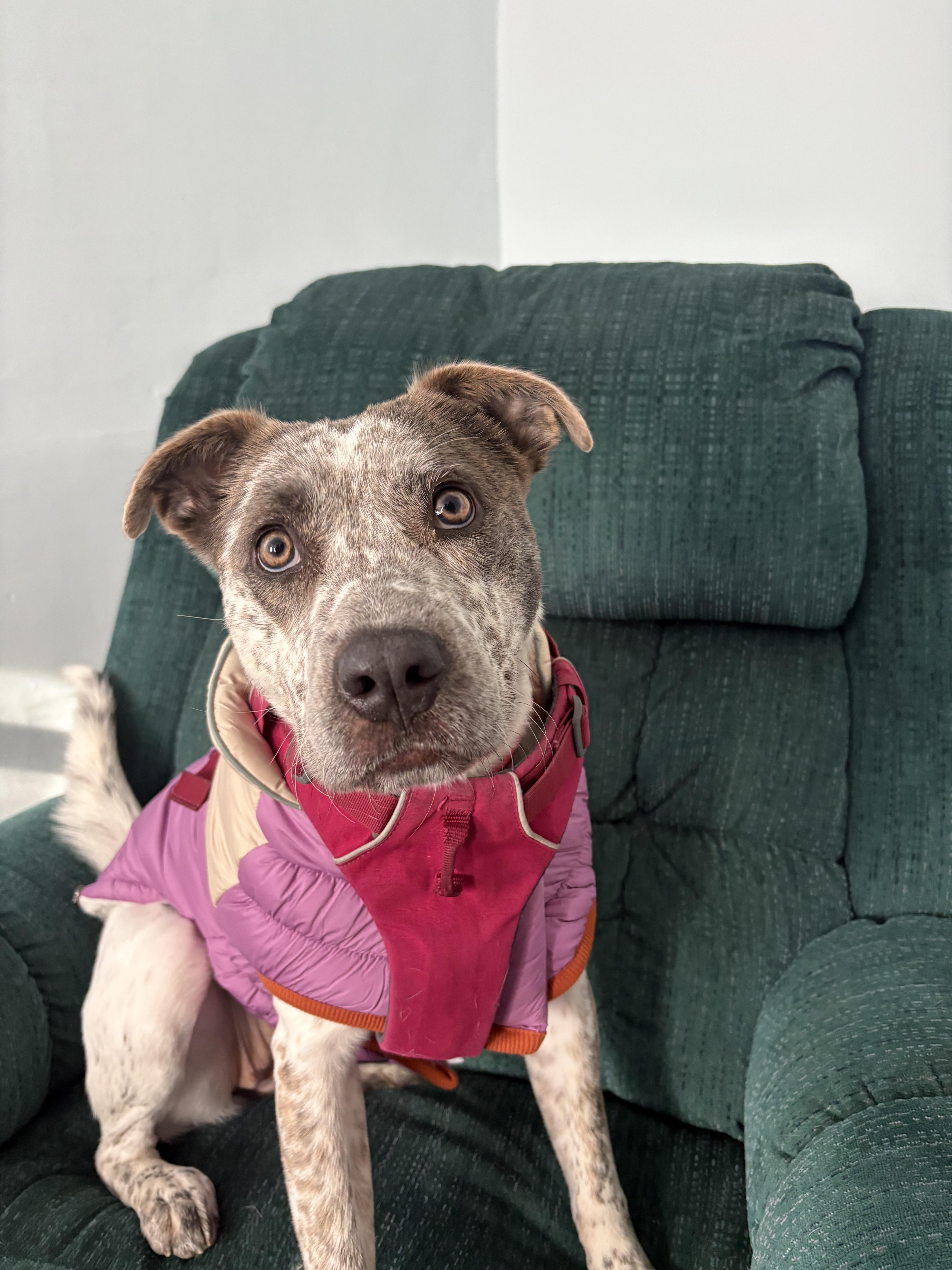 Enlarge Robyn, a ADOPTABLE mixed breed in New Boston, NH image 1/5