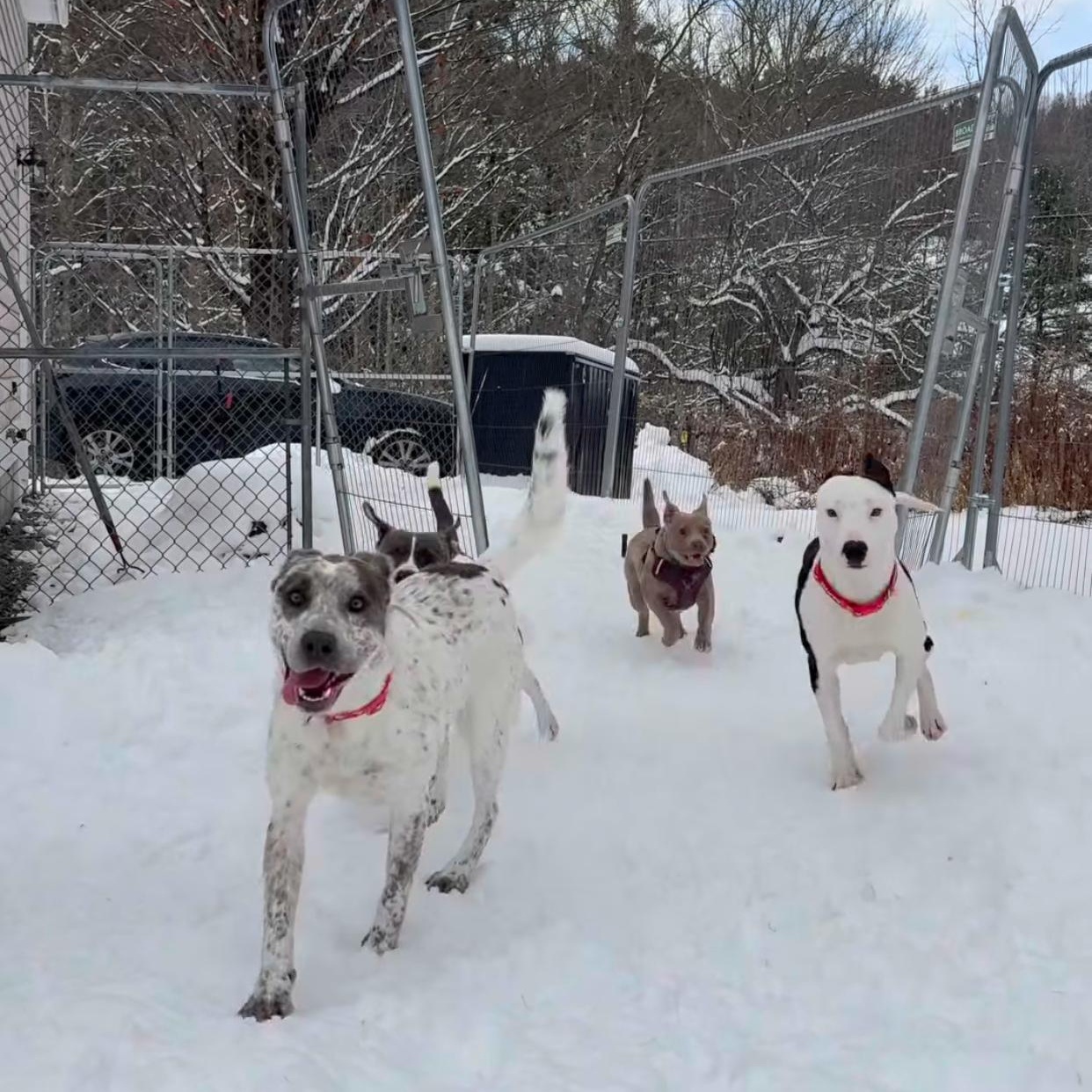 Enlarge Robyn, a ADOPTABLE mixed breed in New Boston, NH image 2/5