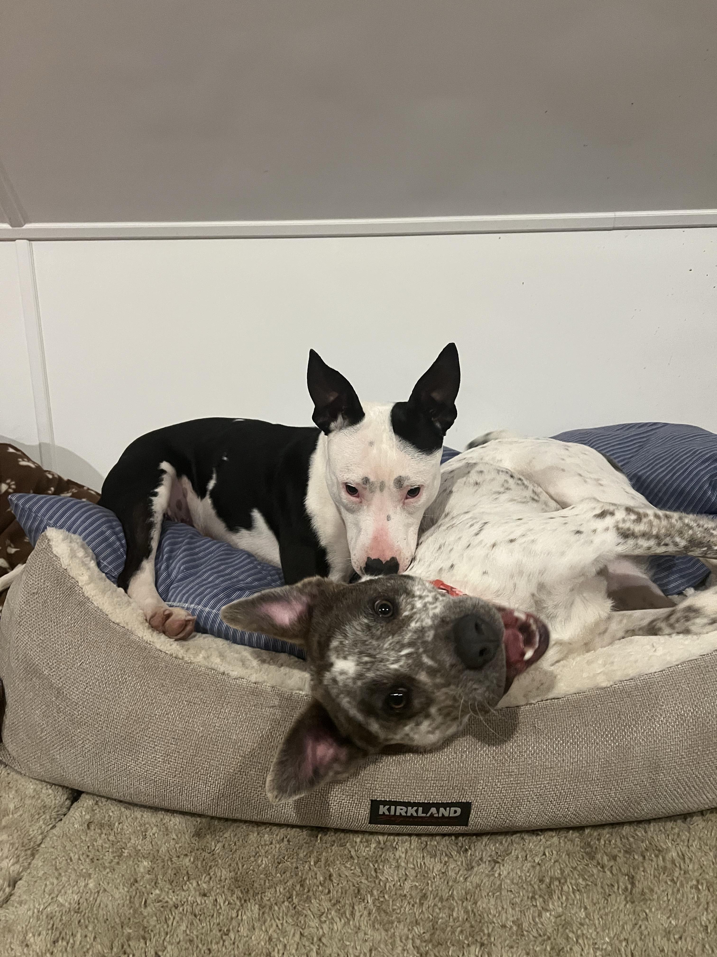 Enlarge Robyn, a ADOPTABLE mixed breed in New Boston, NH image 3/5