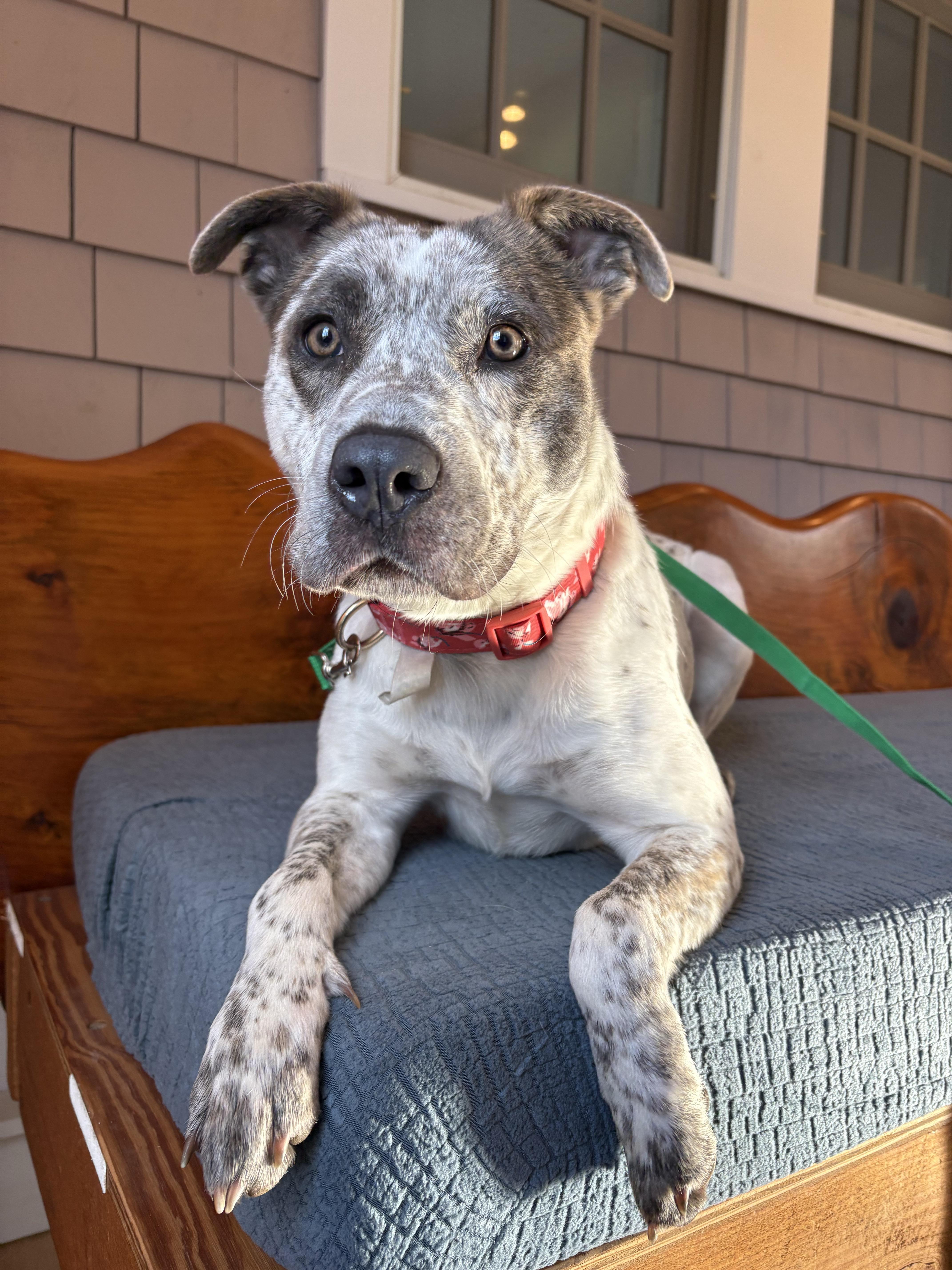 Enlarge Robyn, a ADOPTABLE mixed breed in New Boston, NH image 4/5