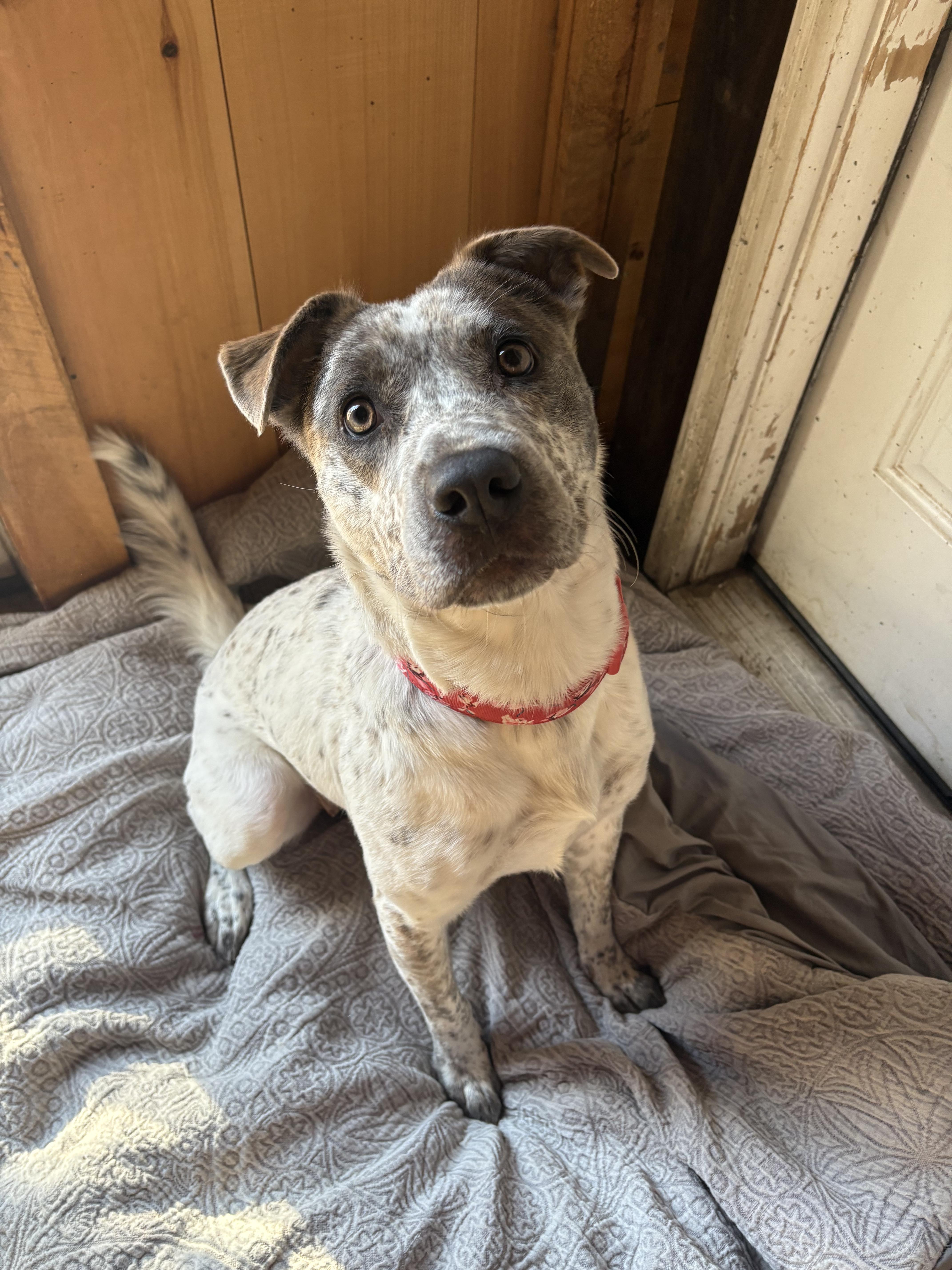 Enlarge Robyn, a ADOPTABLE mixed breed in New Boston, NH image 5/5