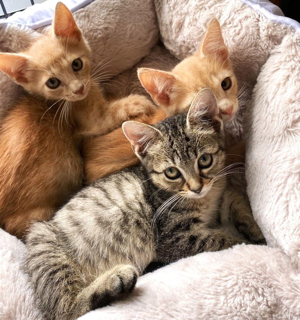 Enlarge Ozzy, a Adoptable mixed breed in St. Cloud, FL image 1/3