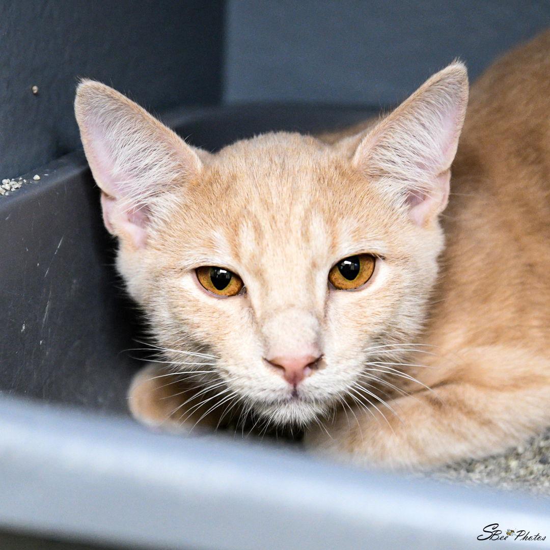 Enlarge Ozzy, a Adoptable mixed breed in St. Cloud, FL image 2/3