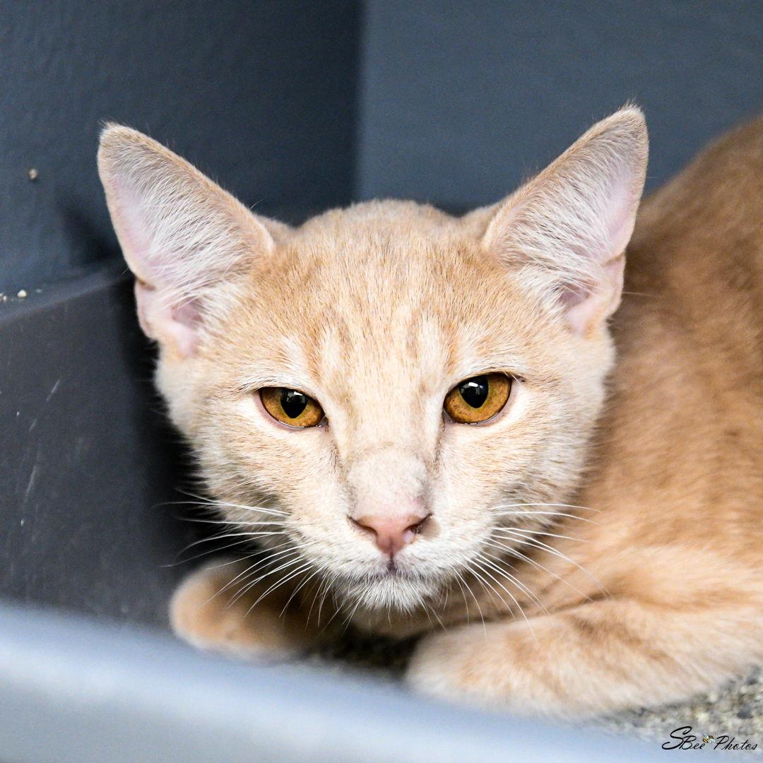 Enlarge Ozzy, a Adoptable mixed breed in St. Cloud, FL image 3/3