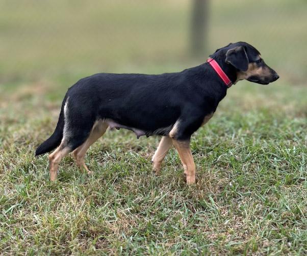 Enlarge Robin, a Adoptable mixed breed in Lebanon, TN image 3/6