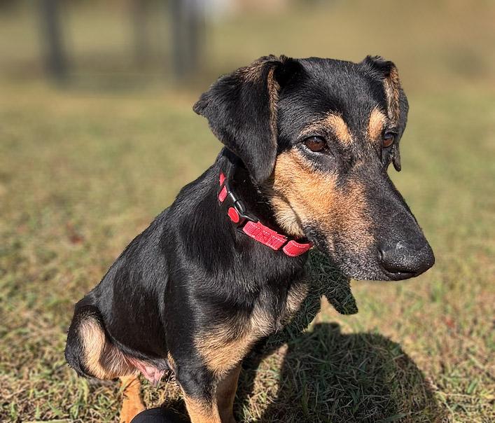Enlarge Robin, a Adoptable mixed breed in Lebanon, TN image 4/6
