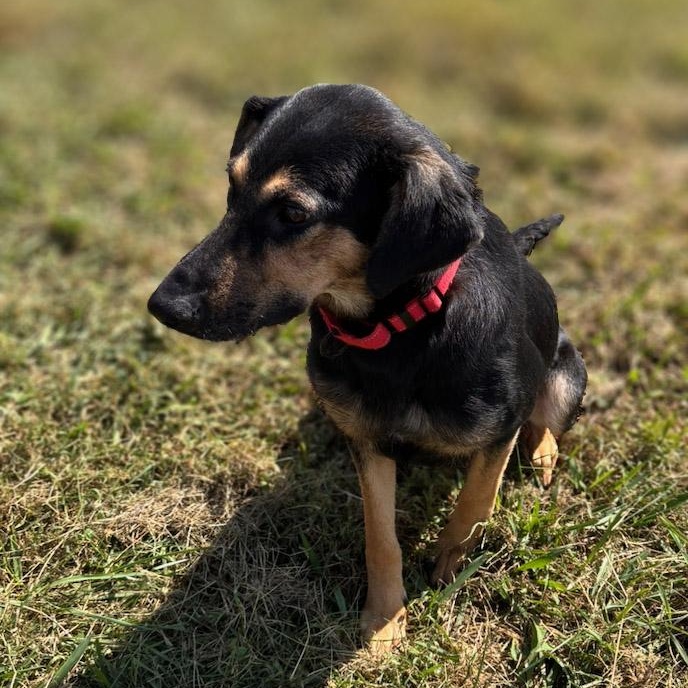 Enlarge Robin, a Adoptable mixed breed in Lebanon, TN image 6/6