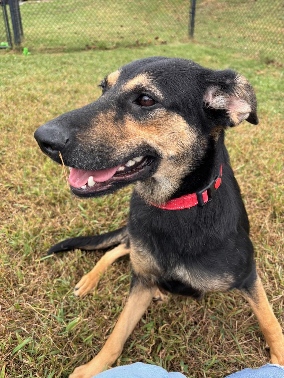 Enlarge Robin, a Adoptable mixed breed in Lebanon, TN image 2/6
