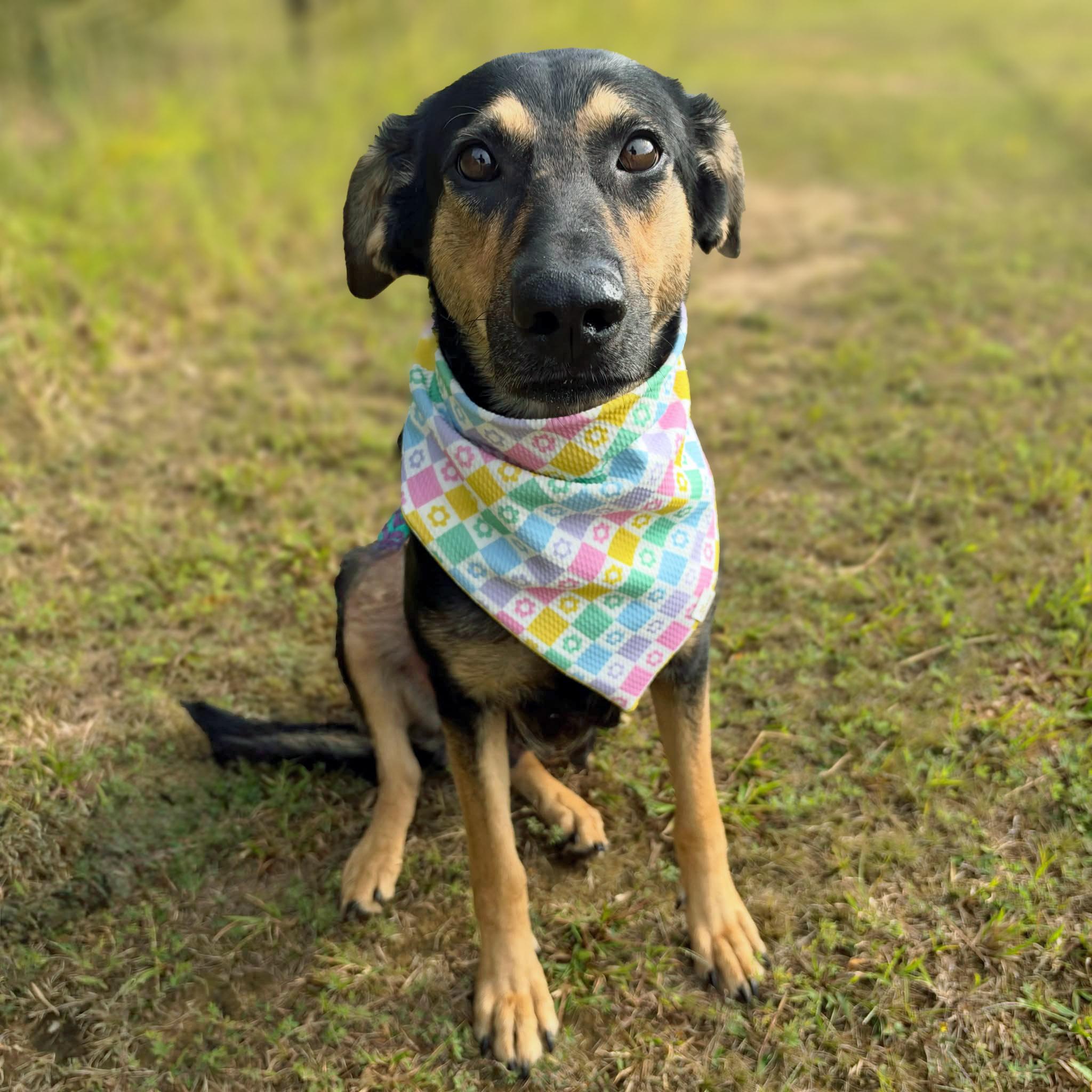 Enlarge Robin, a Adoptable mixed breed in Lebanon, TN image 1/6