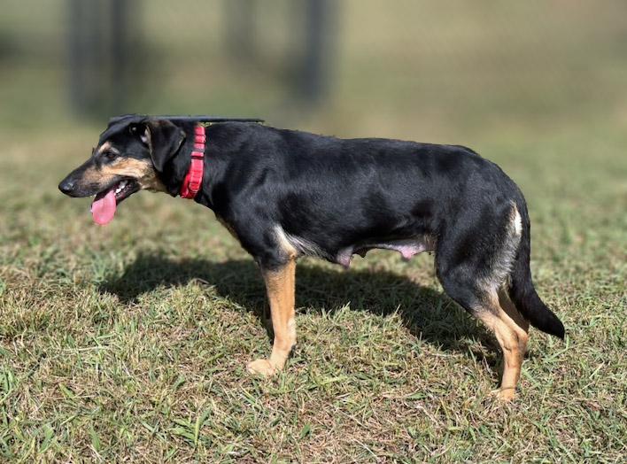 Enlarge Robin, a Adoptable mixed breed in Lebanon, TN image 5/6