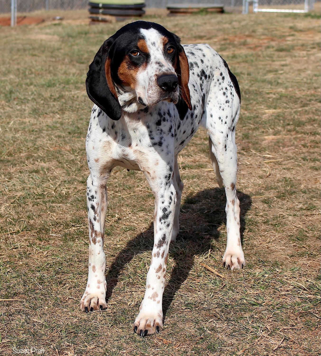 Choco Chip thumbnail 2