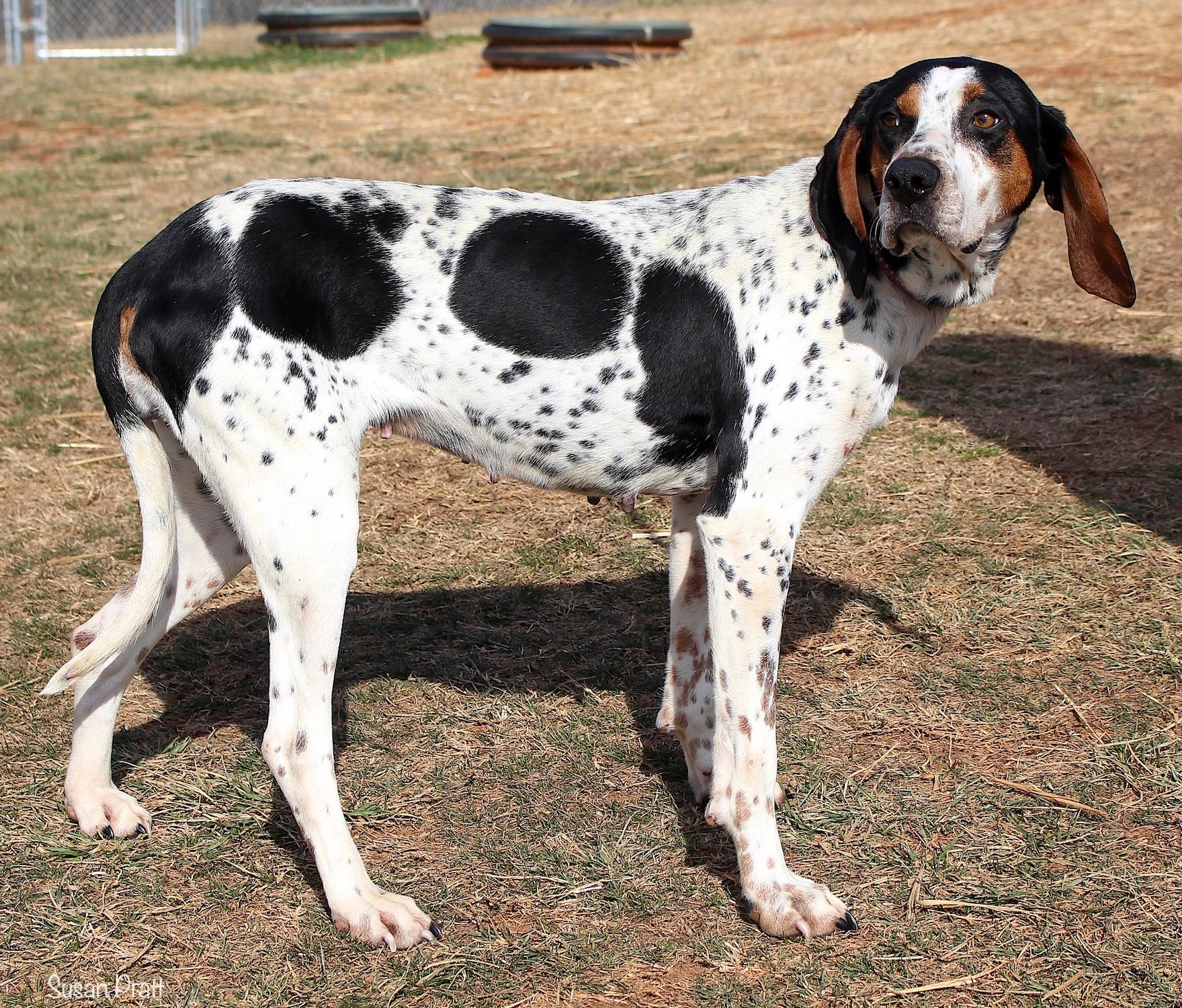 Choco Chip thumbnail 3