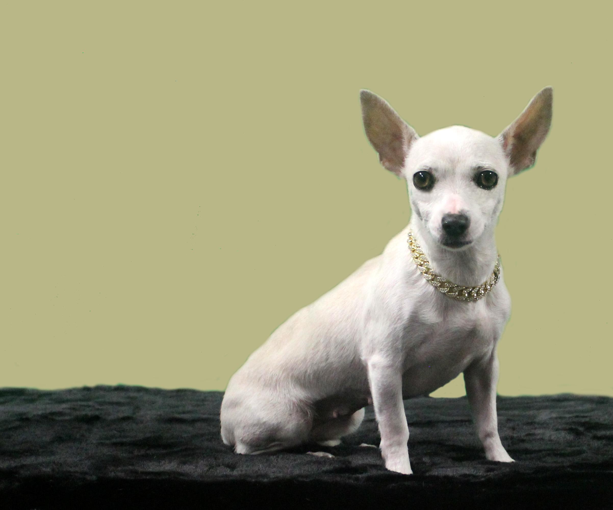 Enlarge STELLA LUNA, a ADOPTABLE mixed breed in Floral City, FL image 5/6