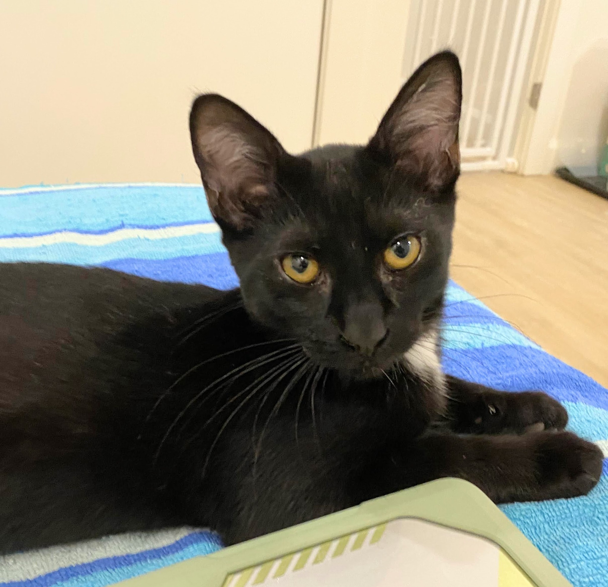 Enlarge Fonzie, a Adopted Domestic Short Hair in Stow , MA image 2/4