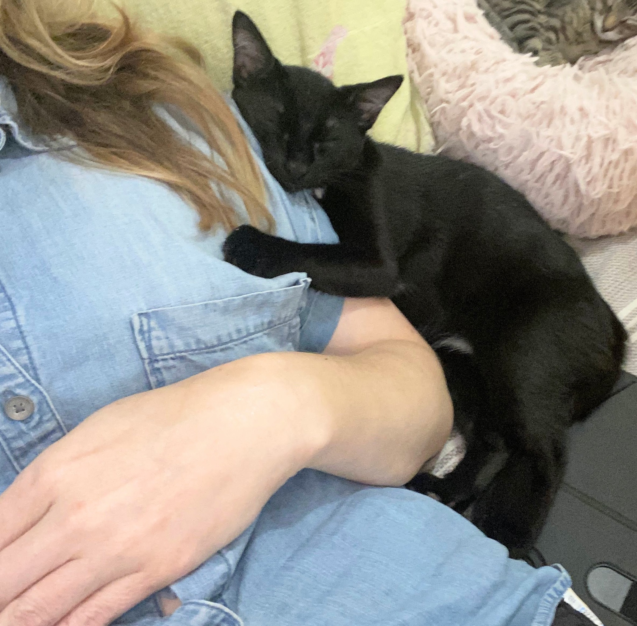 Enlarge Fonzie, a Adopted Domestic Short Hair in Stow , MA image 3/4