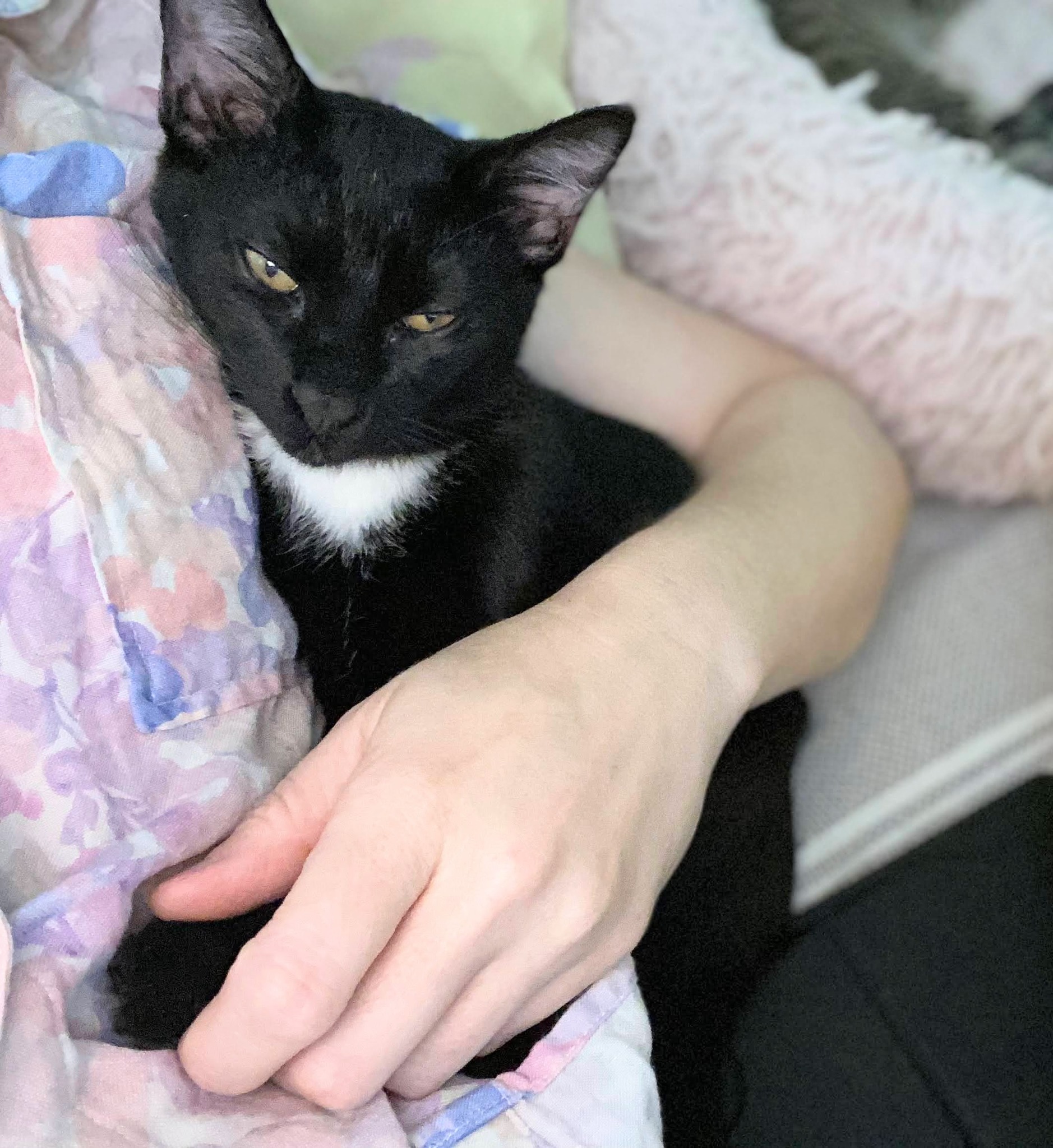 Enlarge Fonzie, a Adopted Domestic Short Hair in Stow , MA image 1/4