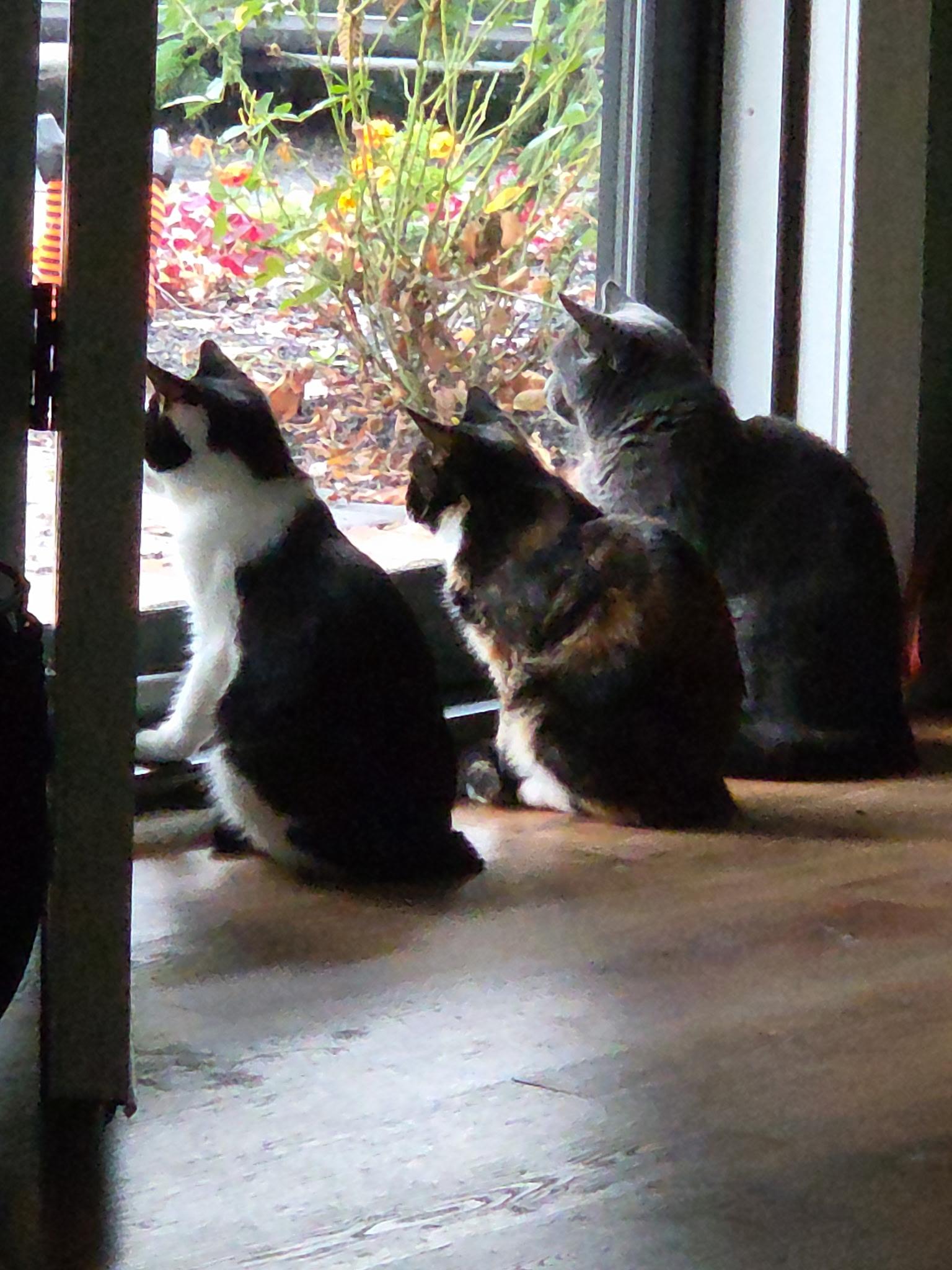 Enlarge Pho, a Adoptable Domestic Short Hair in Palisades Park, NJ image 3/6