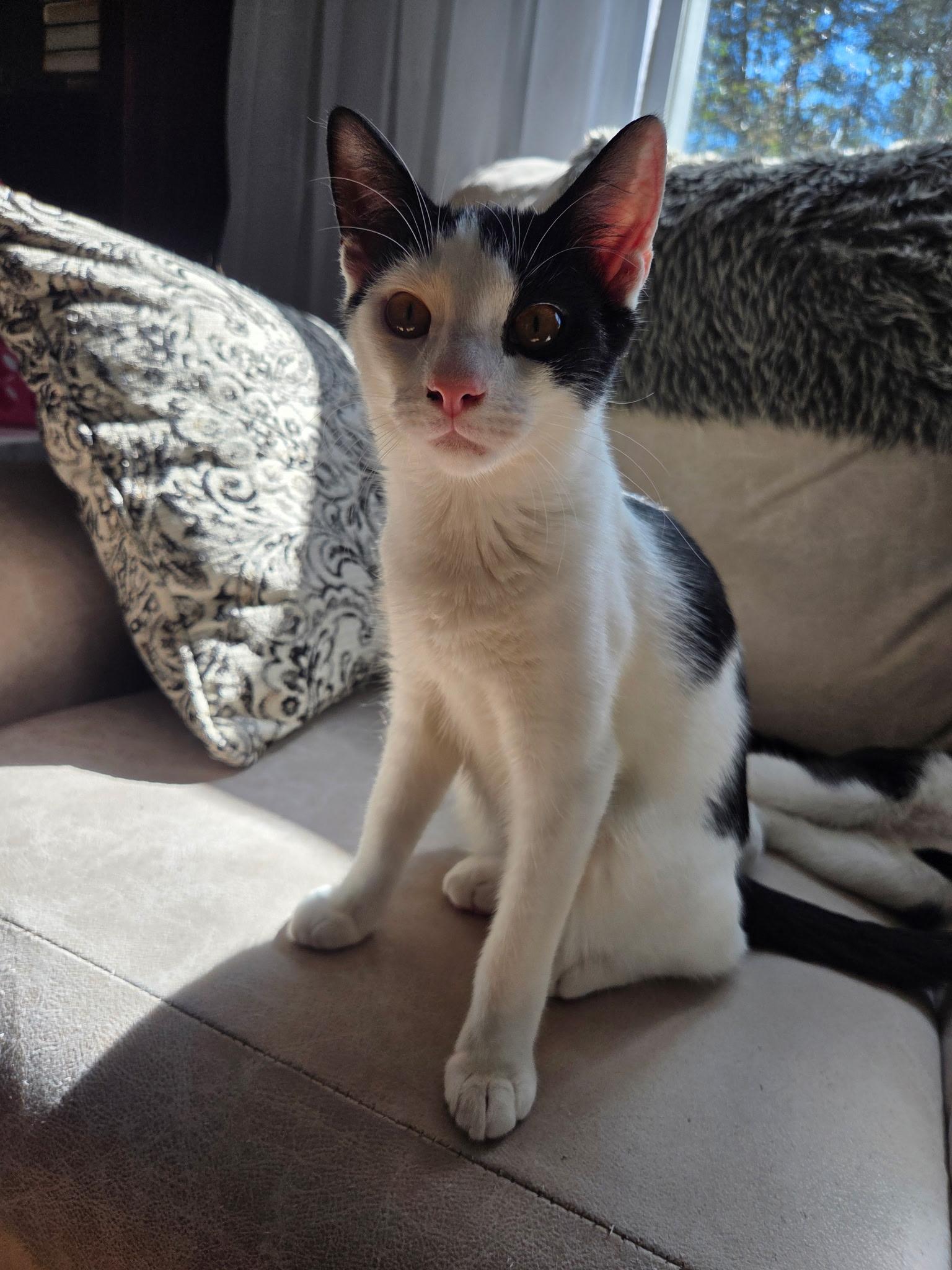 Enlarge Pho, a Adoptable Domestic Short Hair in Palisades Park, NJ image 6/6