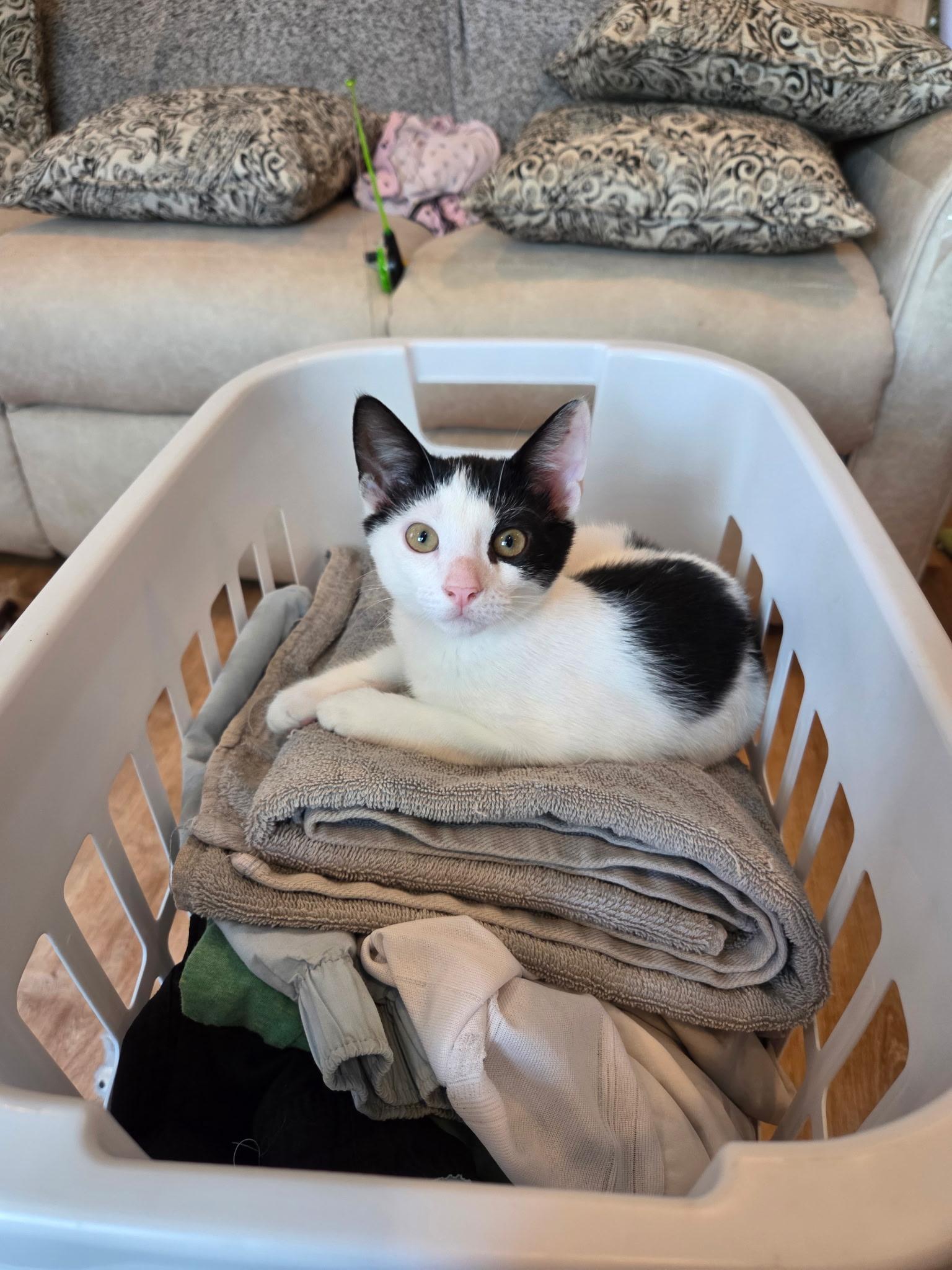 Pho, Adoptable, Young Male Domestic Short Hair.