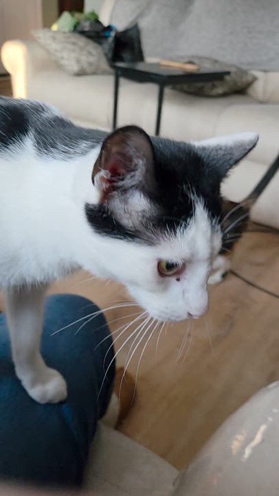 Enlarge Pho, a Adoptable Domestic Short Hair in Palisades Park, NJ video 2/6