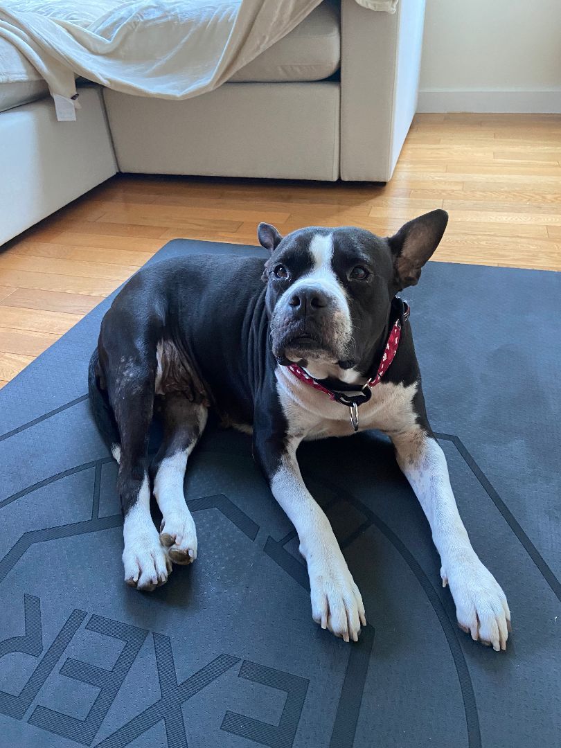 Bianca, a Adopted mixed breed in North Vancouver, BC image 1/6