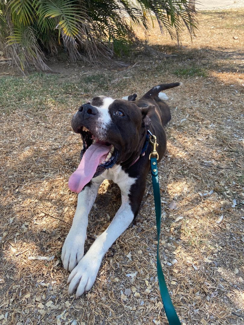 Bianca, a Adopted mixed breed in North Vancouver, BC image 2/6