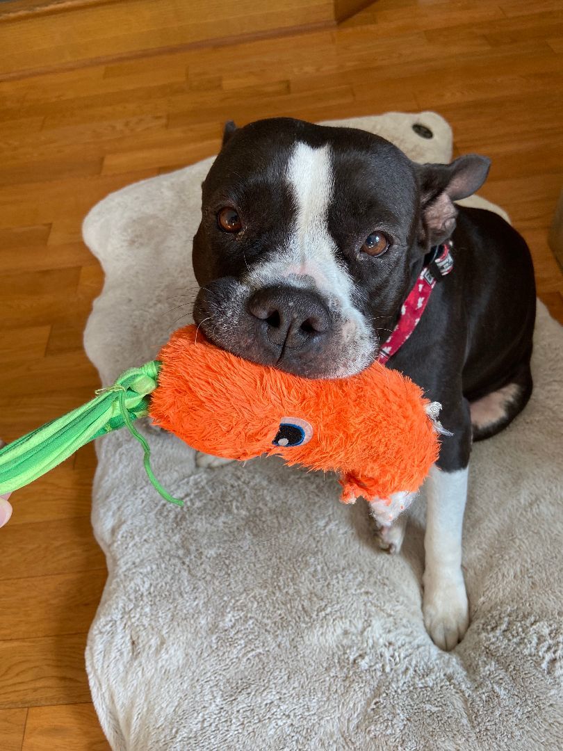 Bianca, a Adopted mixed breed in North Vancouver, BC image 3/6