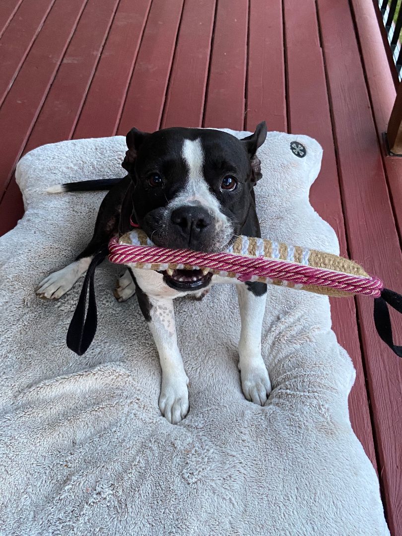 Bianca, a Adopted mixed breed in North Vancouver, BC image 4/6