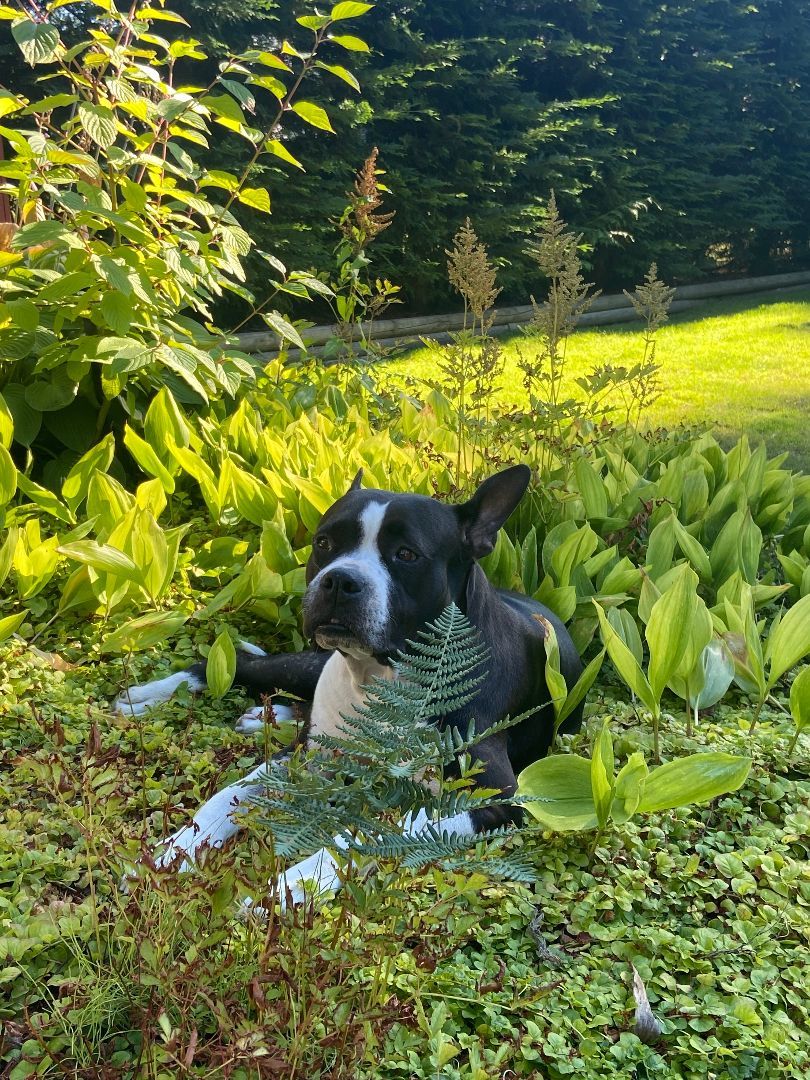 Bianca, a Adopted mixed breed in North Vancouver, BC image 5/6