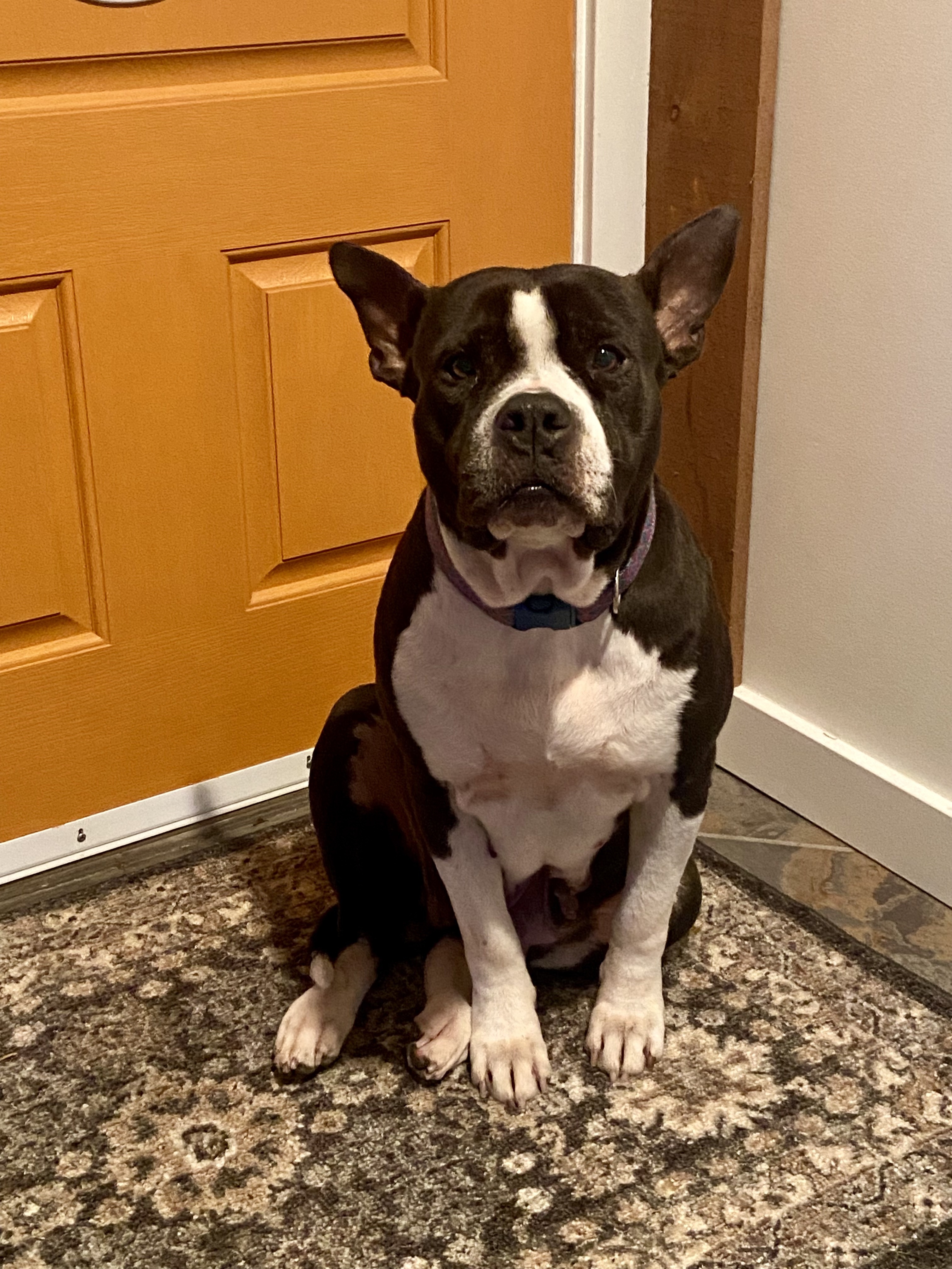 Bianca, a Adopted mixed breed in North Vancouver, BC image 6/6