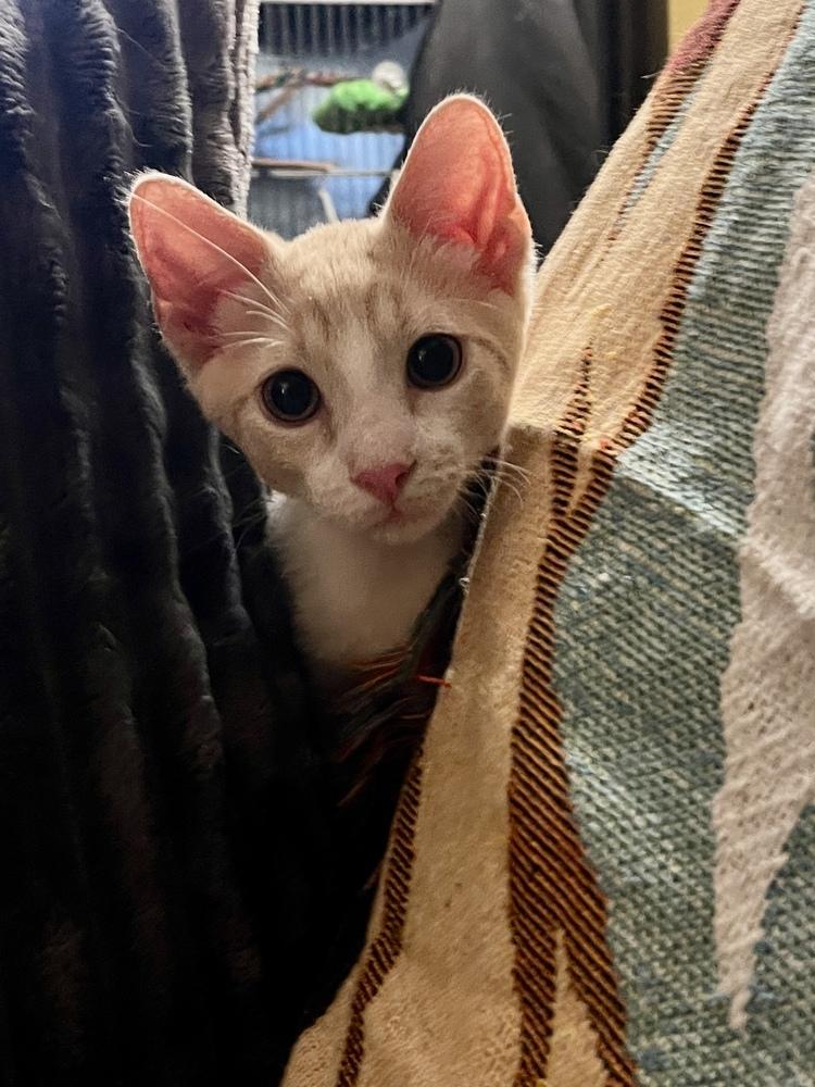Enlarge Wembly, a Adoptable Domestic Short Hair in Orlando, FL image 2/6