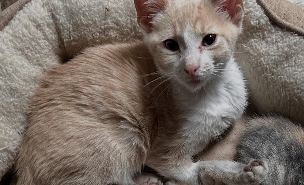 Enlarge Wembly, a Adoptable Domestic Short Hair in Orlando, FL image 5/6