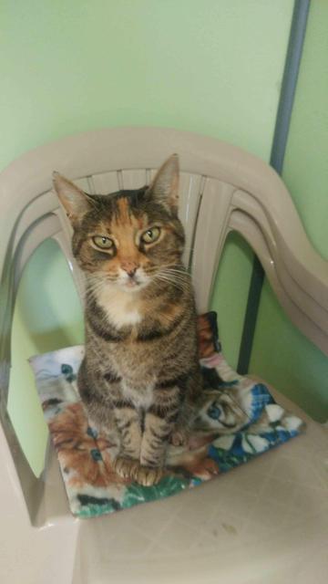 Enlarge Sugar, a Adoptable mixed breed in Lunenburg, VT image 1/3