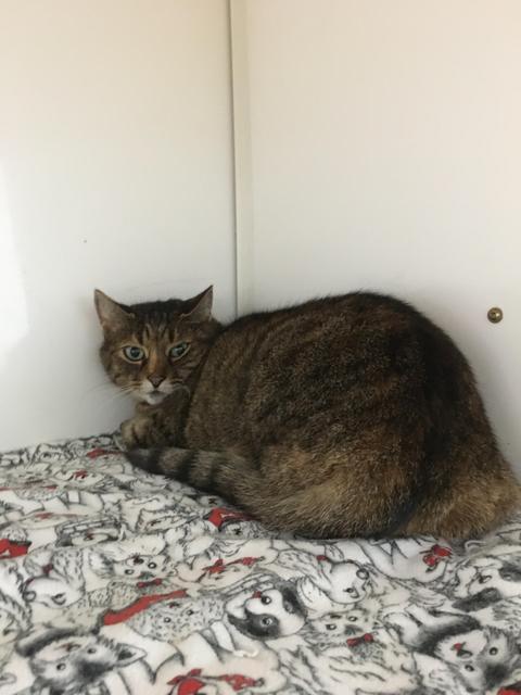 Enlarge Sugar, a Adoptable mixed breed in Lunenburg, VT image 2/3