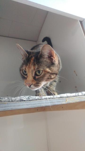 Enlarge Sugar, a Adoptable mixed breed in Lunenburg, VT image 3/3