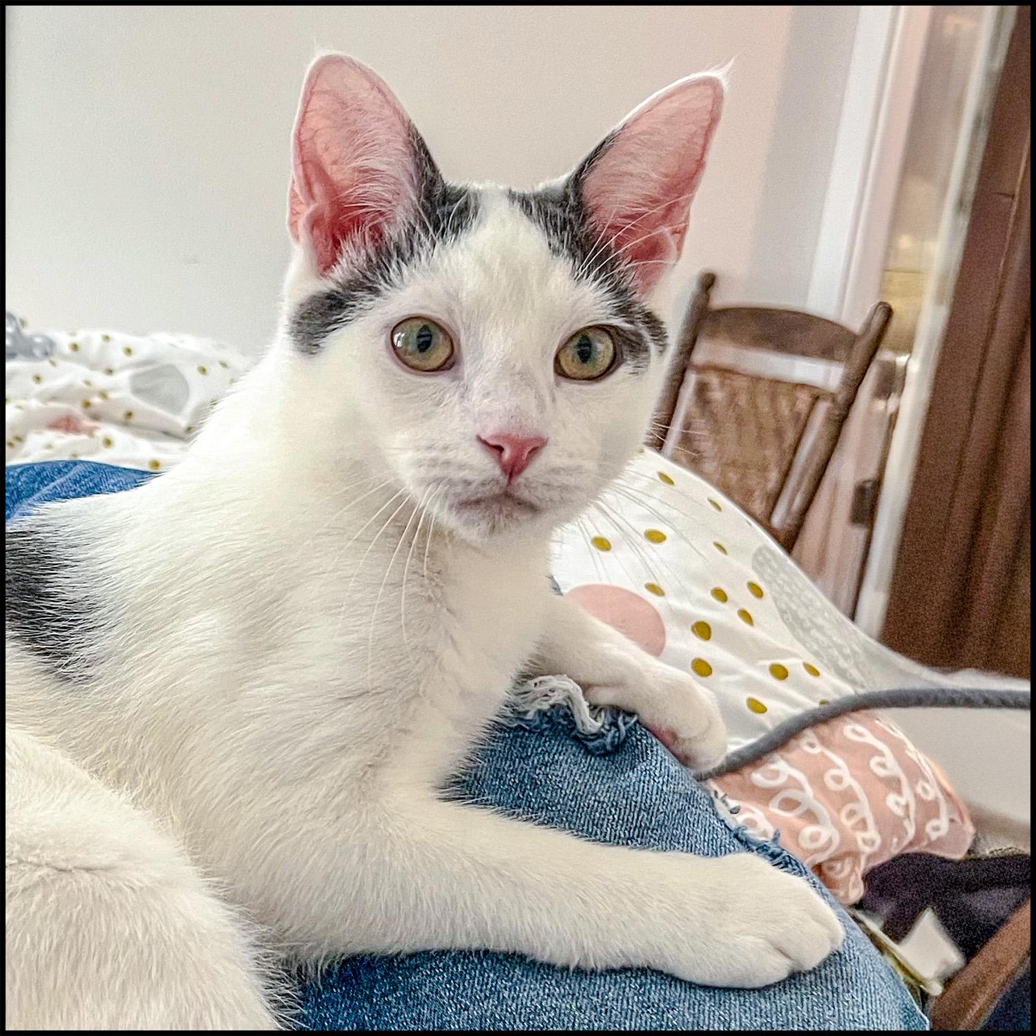 Giorgio, Adult Male unknown