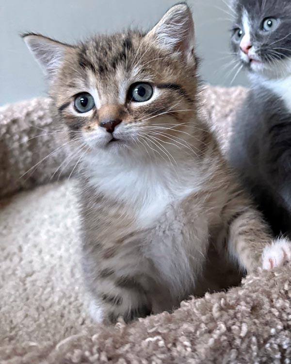 Vixen, an adopted Domestic Short Hair in Mansfield, MA image 3/3