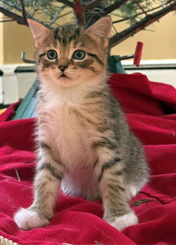 Vixen, an adopted Domestic Short Hair in Mansfield, MA image 1/3