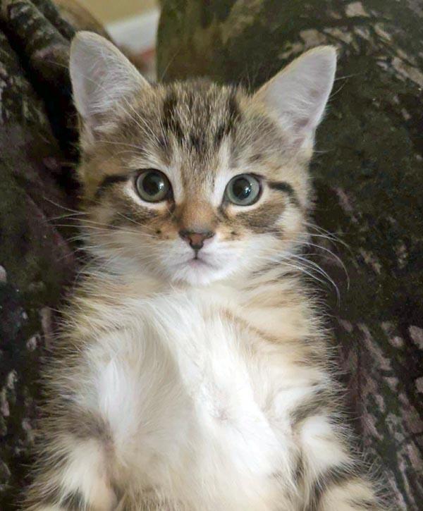 Vixen, an adopted Domestic Short Hair in Mansfield, MA image 2/3