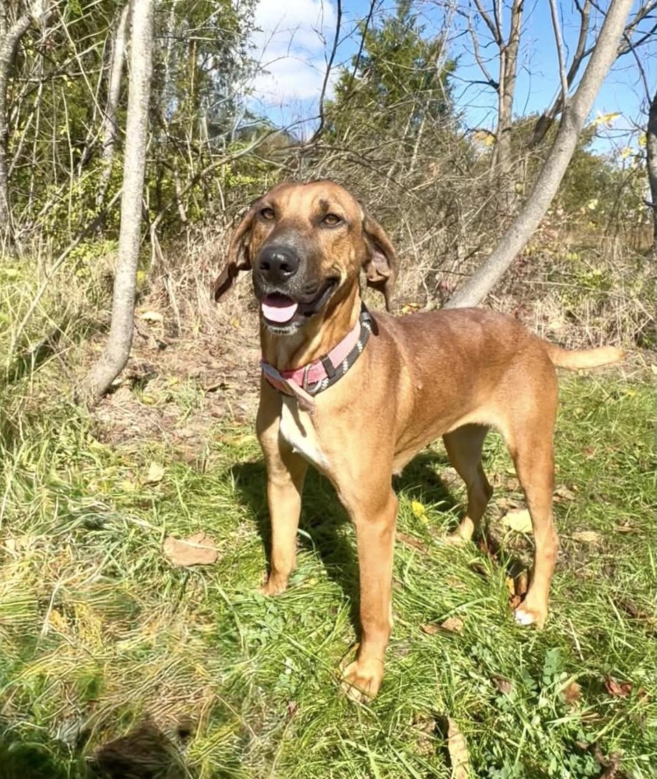 Enlarge Autumn AVAILABLE, a Adoptable Redbone Coonhound in Canton, OH image 1/6