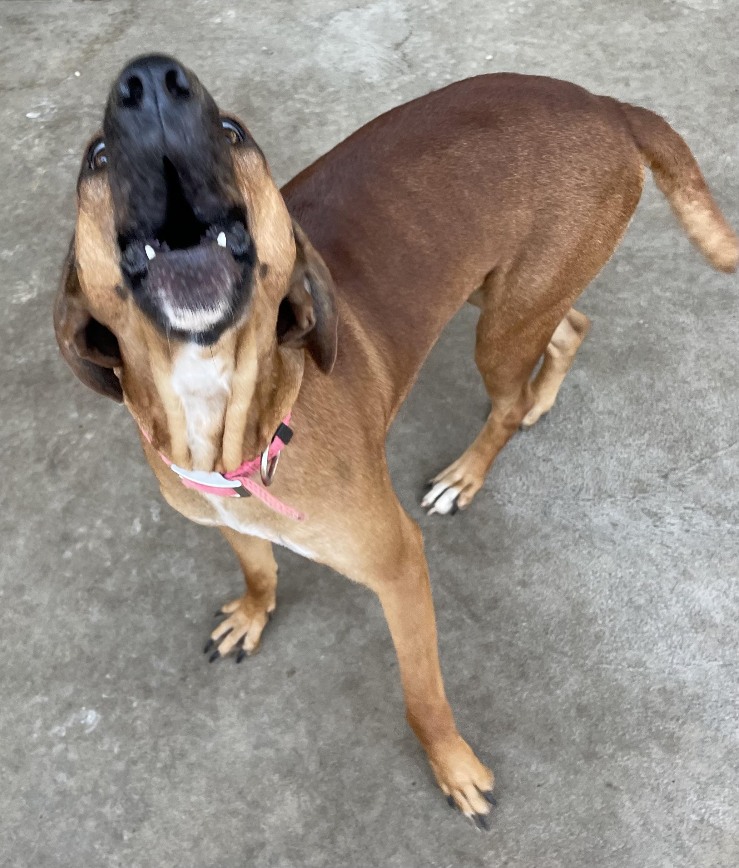 Enlarge Autumn AVAILABLE, a Adoptable Redbone Coonhound in Canton, OH image 3/6