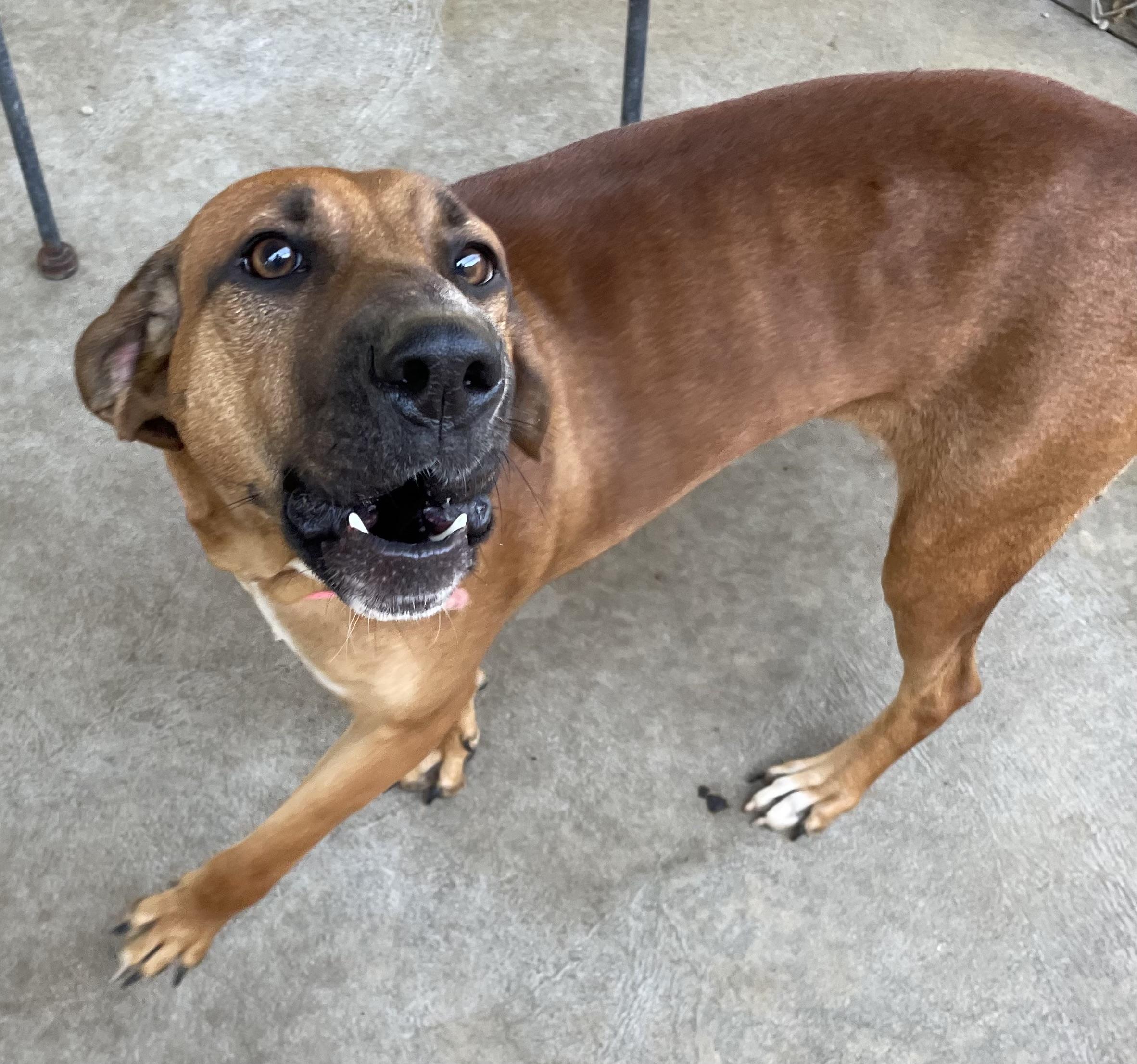 Enlarge Autumn AVAILABLE, a Adoptable Redbone Coonhound in Canton, OH image 5/6