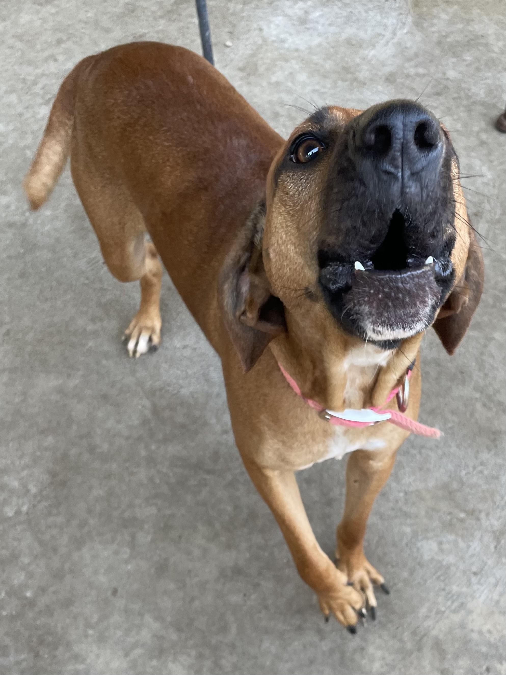 Enlarge Autumn AVAILABLE, a Adoptable Redbone Coonhound in Canton, OH image 4/6