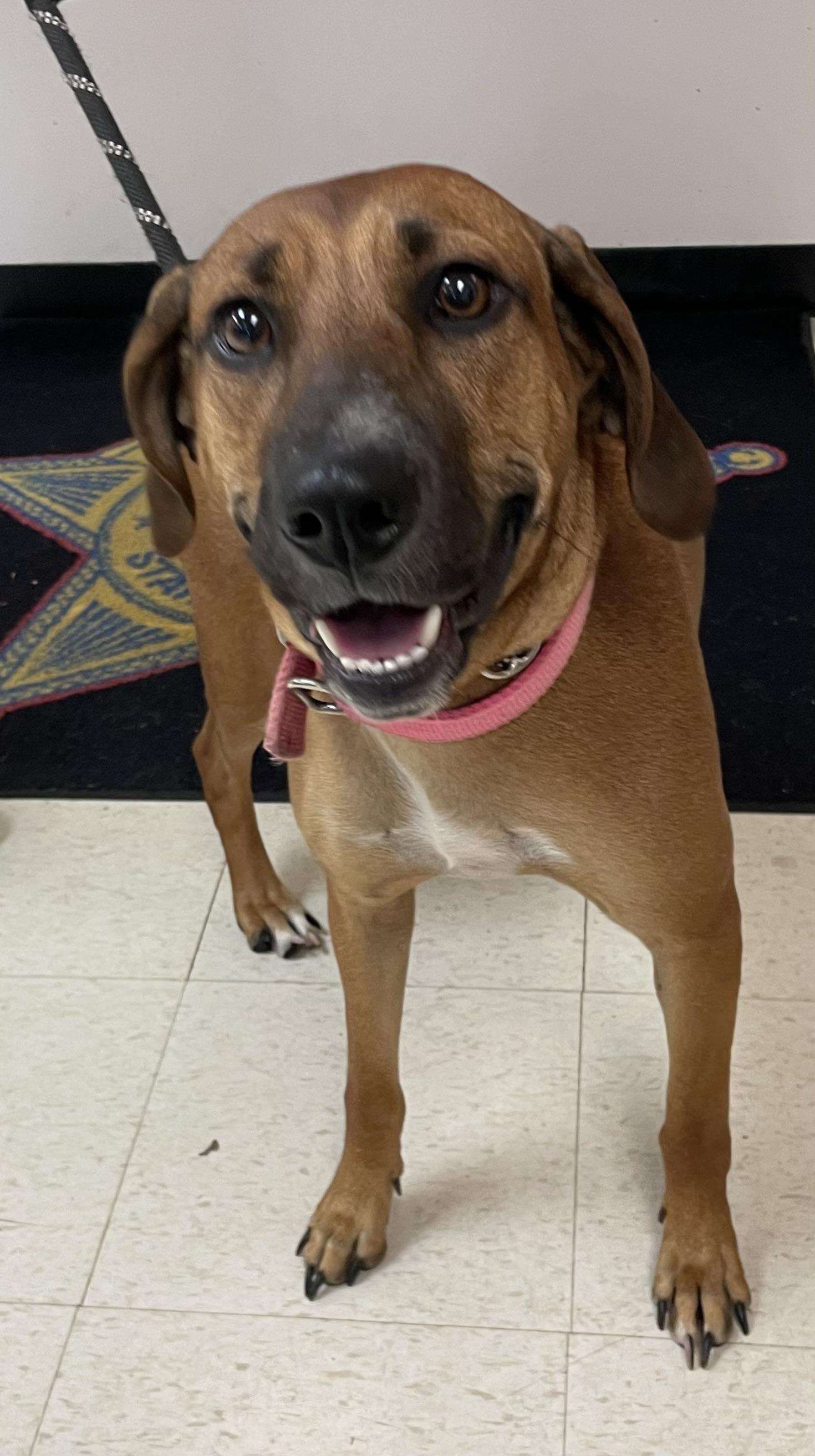 Enlarge Autumn AVAILABLE, a Adoptable Redbone Coonhound in Canton, OH image 6/6