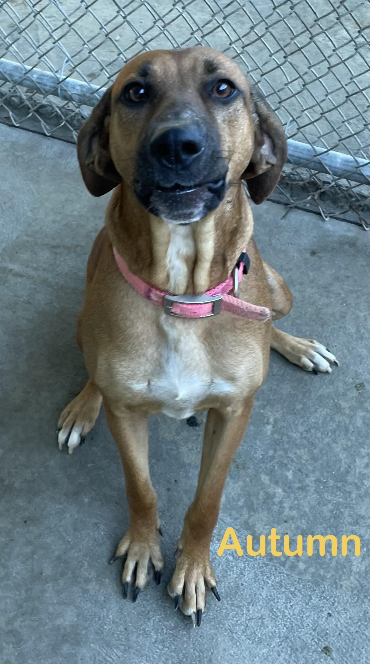 Autumn AVAILABLE, Adoptable, Young Female Redbone Coonhound.